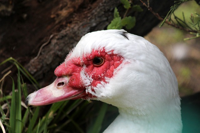更是拉姆斯 更是拉姆斯