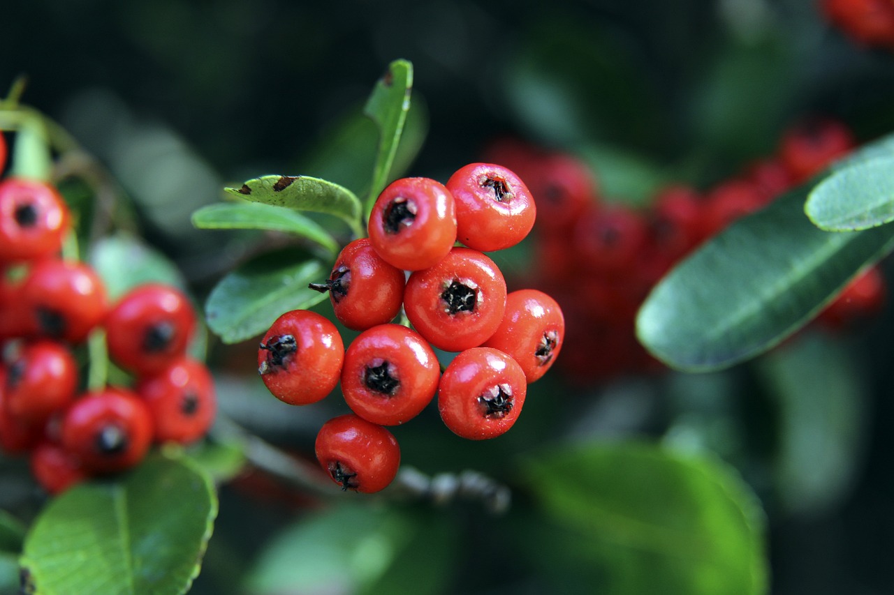 近的比赛中 近的比赛中